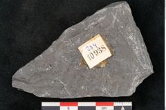 Foto (Detailansicht) von Senftenbergia crenata Lindl. et H. (NHMW-GEO-2024-0188-10938)